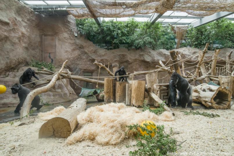Prager Top Ten Der Prager Zoo Prag Aktuell prager-top-ten-der-prager-zoo-prag-aktuell