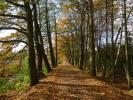 Herbstwald in Südböhmen bei Třeboň
