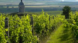 Weinberge in der Region Velké Bílovice
